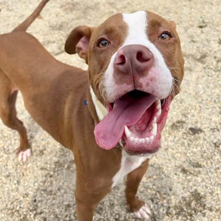 Enlarge Marco, a Adoptable Mixed Breed in Greenville, SC image 4/5