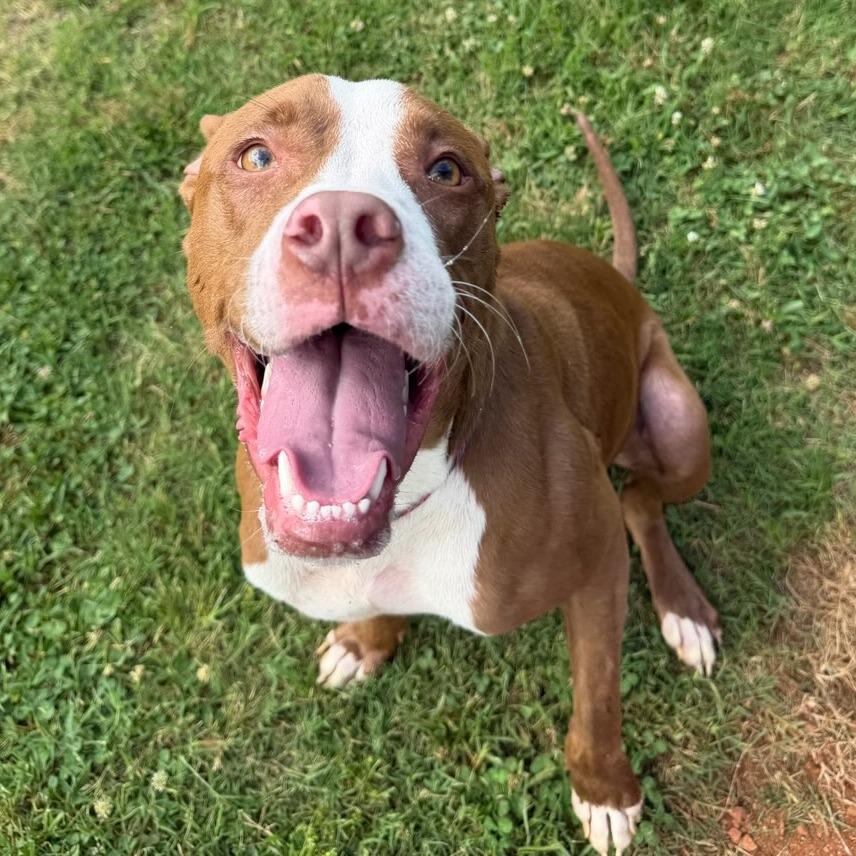 Marco/Ari, a Adoptable American Staffordshire Terrier in Greenville, SC image 4/6