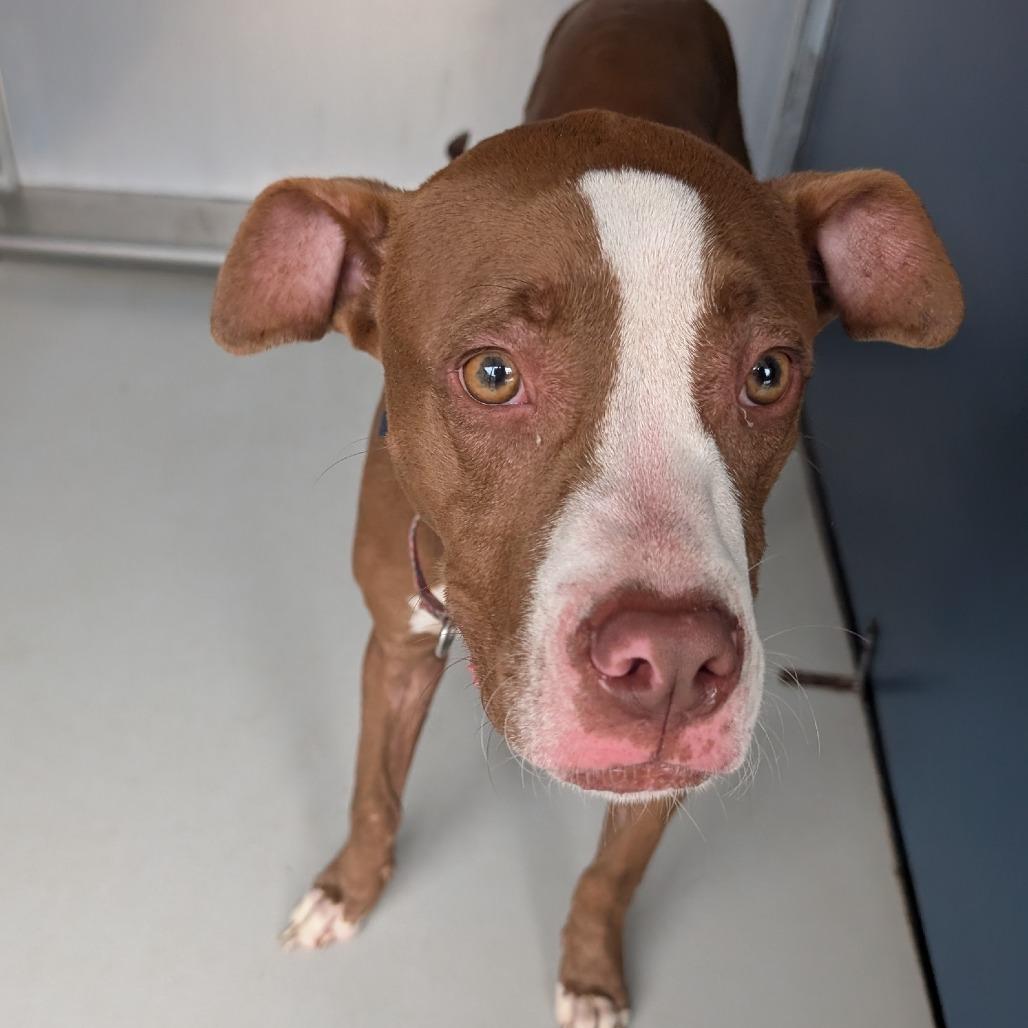 Marco/Ari, a Adoptable American Staffordshire Terrier in Greenville, SC image 5/6