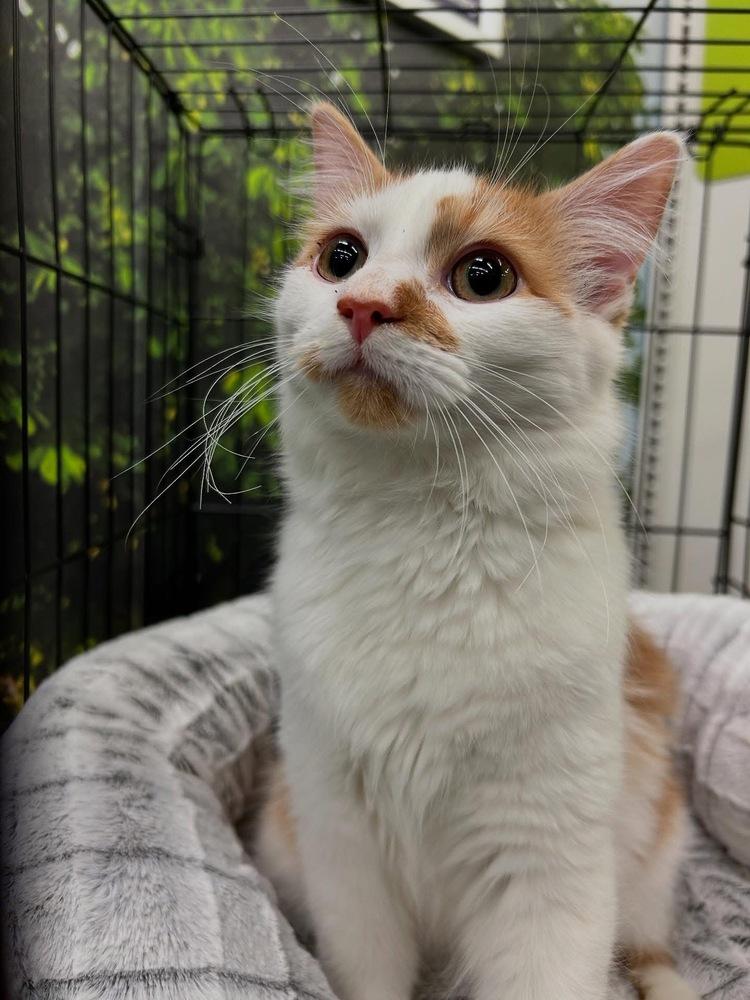 Enlarge Felix, a Adoptable Domestic Medium Hair in Youngsville, NC image 1/6