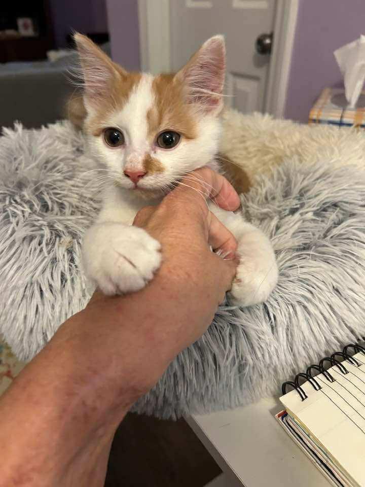 Enlarge Felix, a Adoptable Domestic Medium Hair in Youngsville, NC image 2/6