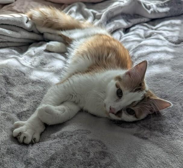 Enlarge Felix, a Adoptable Domestic Medium Hair in Youngsville, NC image 3/6