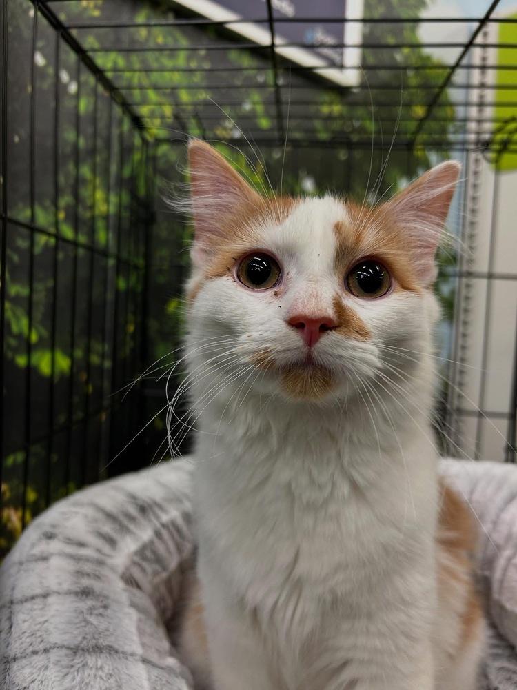 Enlarge Felix, a Adoptable Domestic Medium Hair in Youngsville, NC image 4/6