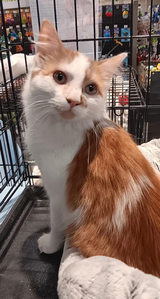 Enlarge Felix, a Adoptable Domestic Medium Hair in Youngsville, NC image 5/6