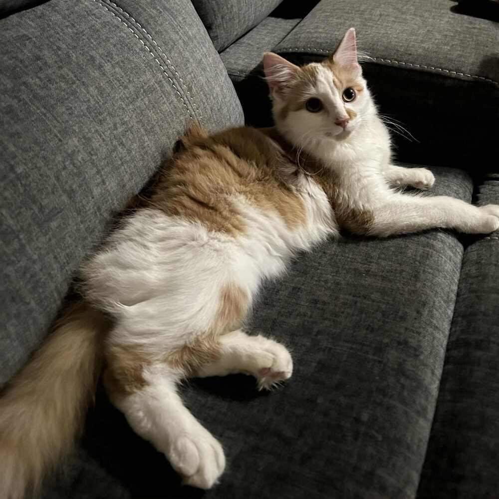 Enlarge Felix, a Adoptable Domestic Medium Hair in Youngsville, NC image 6/6