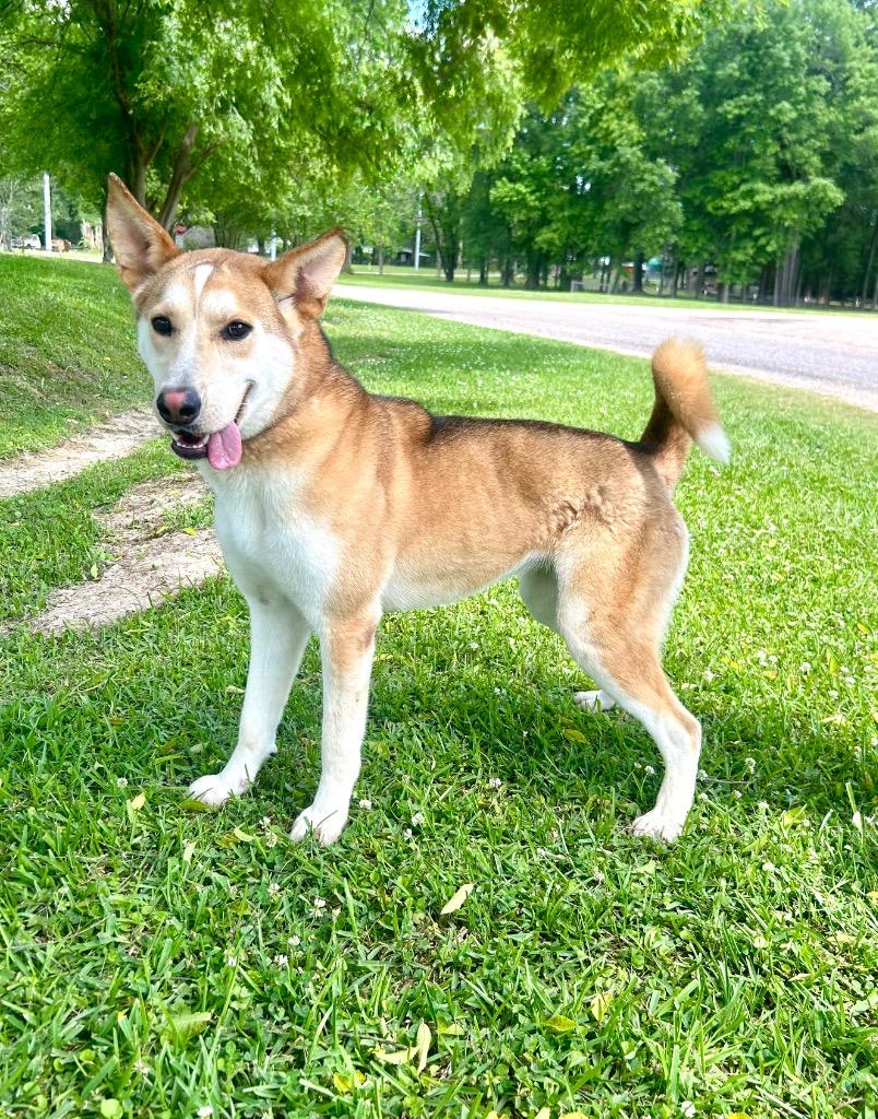Enlarge Auburn, a Adoptable Husky in Denham Springs, LA image 1/1