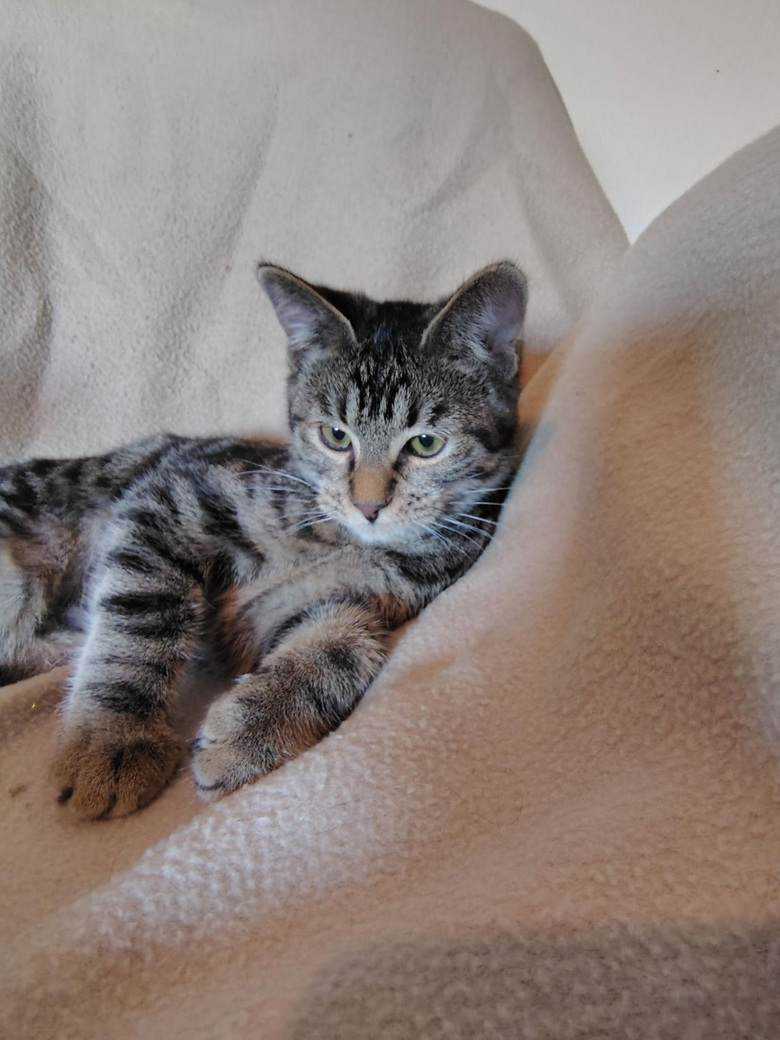 Enlarge Sage, a Adopted Domestic Short Hair in Glendale, AZ image 1/3