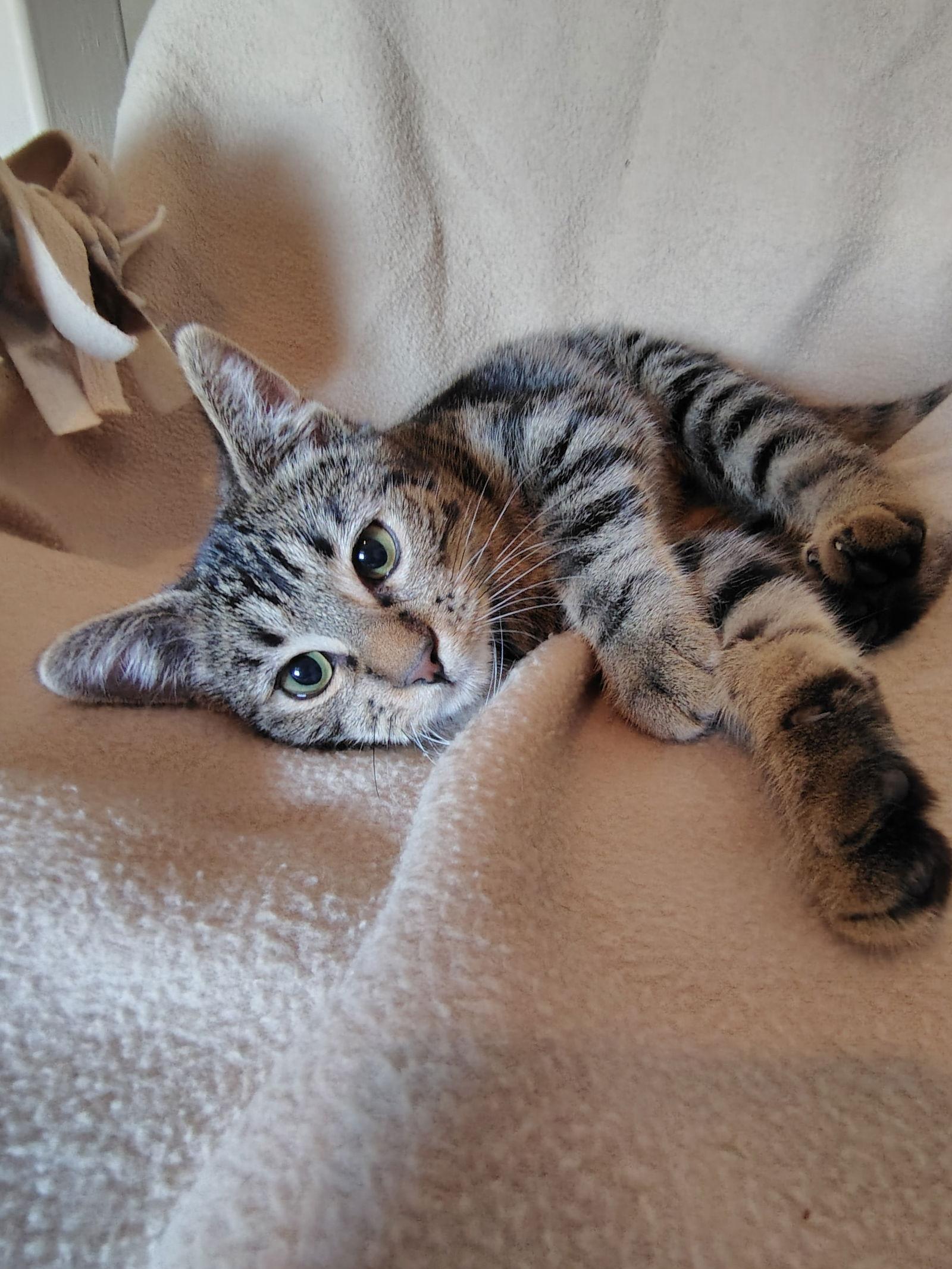 Enlarge Sage, a Adopted Domestic Short Hair in Glendale, AZ image 2/3