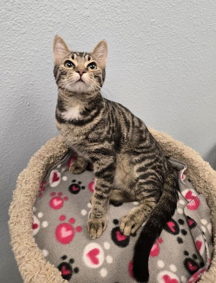 Enlarge Sage, a Adopted Domestic Short Hair in Glendale, AZ image 3/3