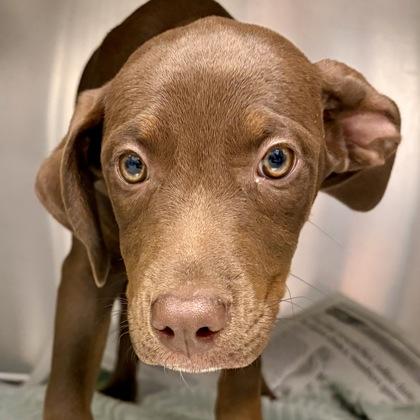 Enlarge Baby boo, an adopted mixed breed in Sacramento, CA image 1/1