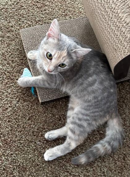 Enlarge Strawberry, an adopted Dilute Calico in Downers Grove, IL image 3/3