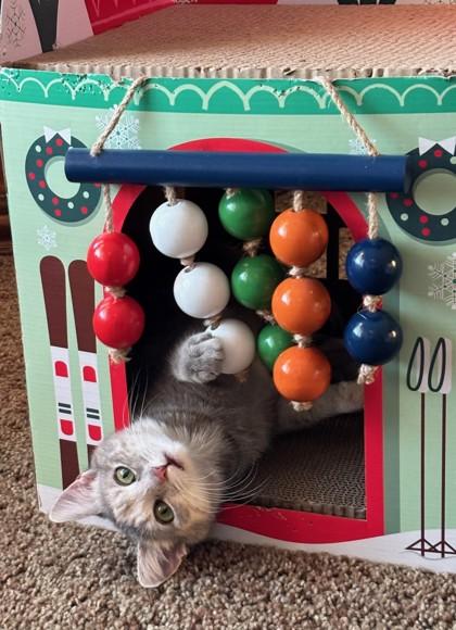 Enlarge Strawberry, an adopted Dilute Calico in Downers Grove, IL image 2/3