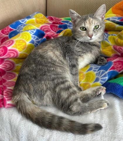 Enlarge Strawberry, an adopted Dilute Calico in Downers Grove, IL image 1/3