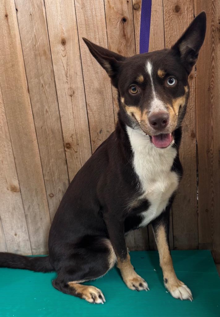 Ruca, Adoptable, Young Male Shepherd.