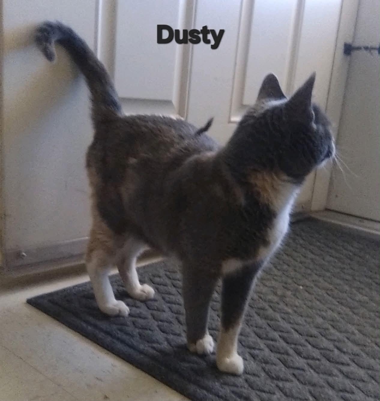 Dusty, Adoptable, Young Female Dilute Calico.
