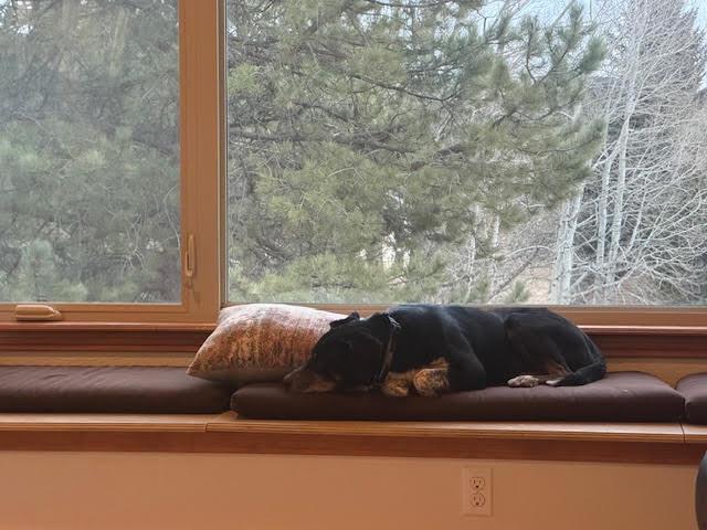 Speckles, Adoptable, Adult Male Border Collie & Retriever.