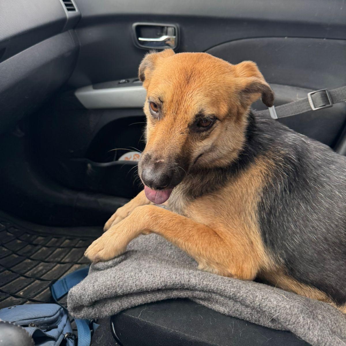 Enlarge Maxi, an adopted mixed breed in Las Jarretaderas, NAY image 2/6