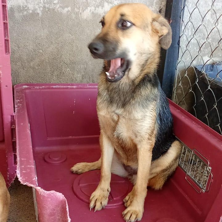 Enlarge Maxi, an adopted mixed breed in Las Jarretaderas, NAY image 5/6
