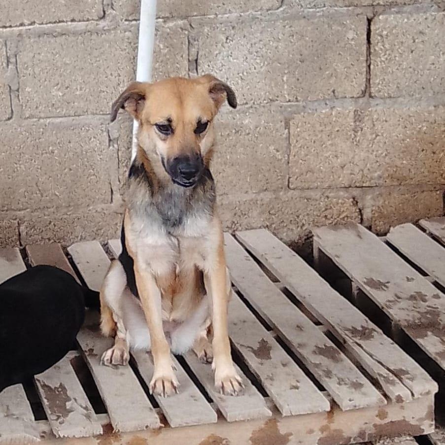 Enlarge Maxi, an adopted mixed breed in Las Jarretaderas, NAY image 4/6