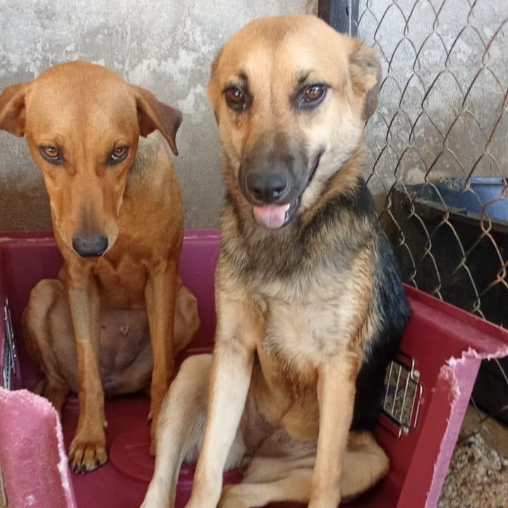 Enlarge Maxi, an adopted mixed breed in Las Jarretaderas, NAY image 6/6
