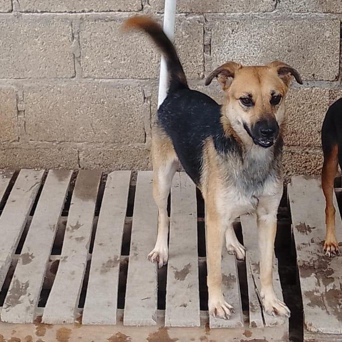 Enlarge Maxi, an adopted mixed breed in Las Jarretaderas, NAY image 3/6