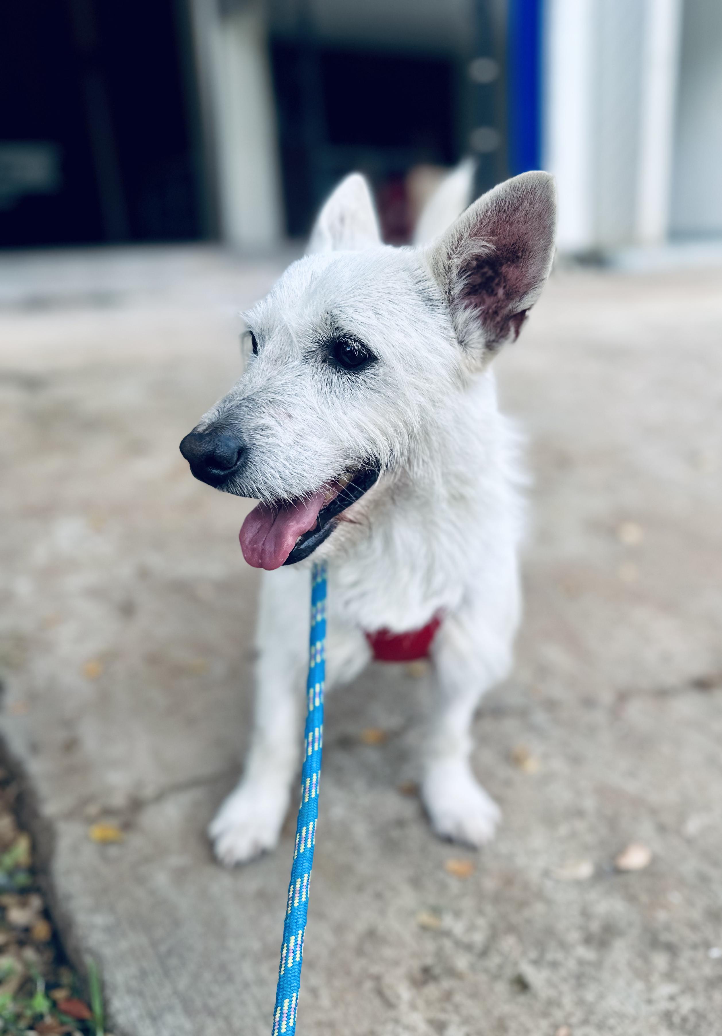 Enlarge Charlie, a Adoptable mixed breed in Encino, CA image 6/6