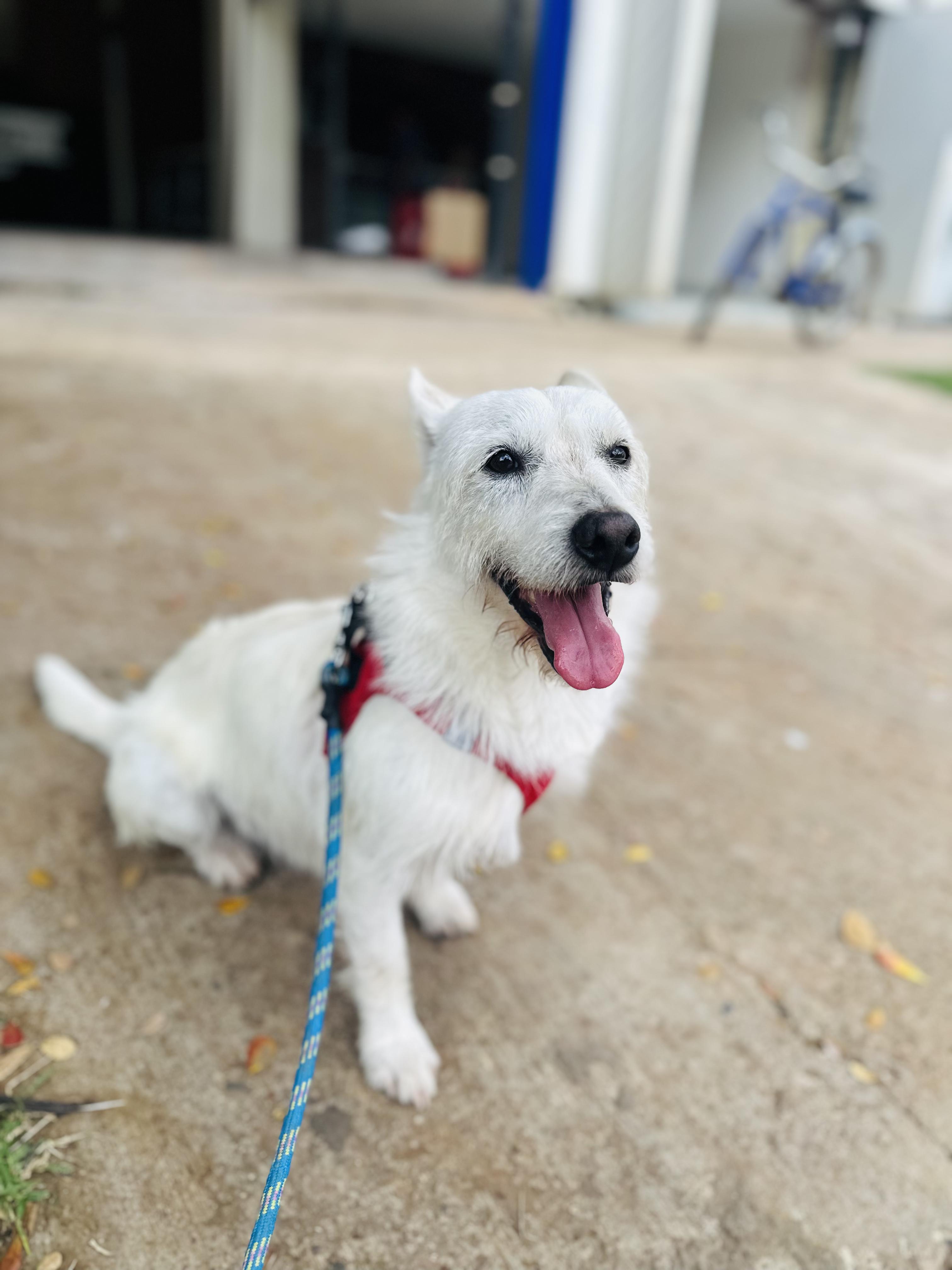 Charlie, Adoptable, Adult Male West Highland White Terrier / Westie.