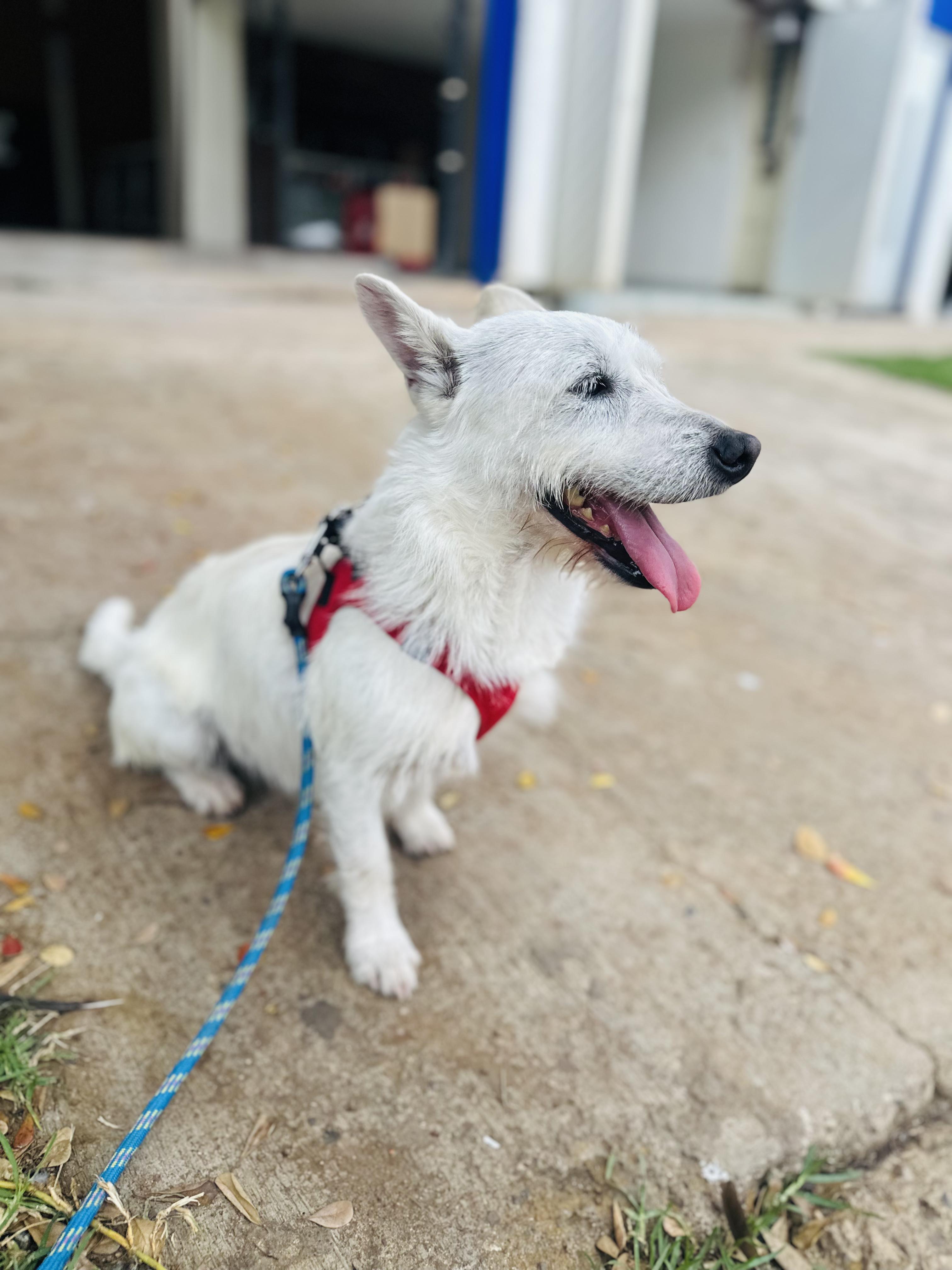 Enlarge Charlie, a Adoptable mixed breed in Encino, CA image 2/6