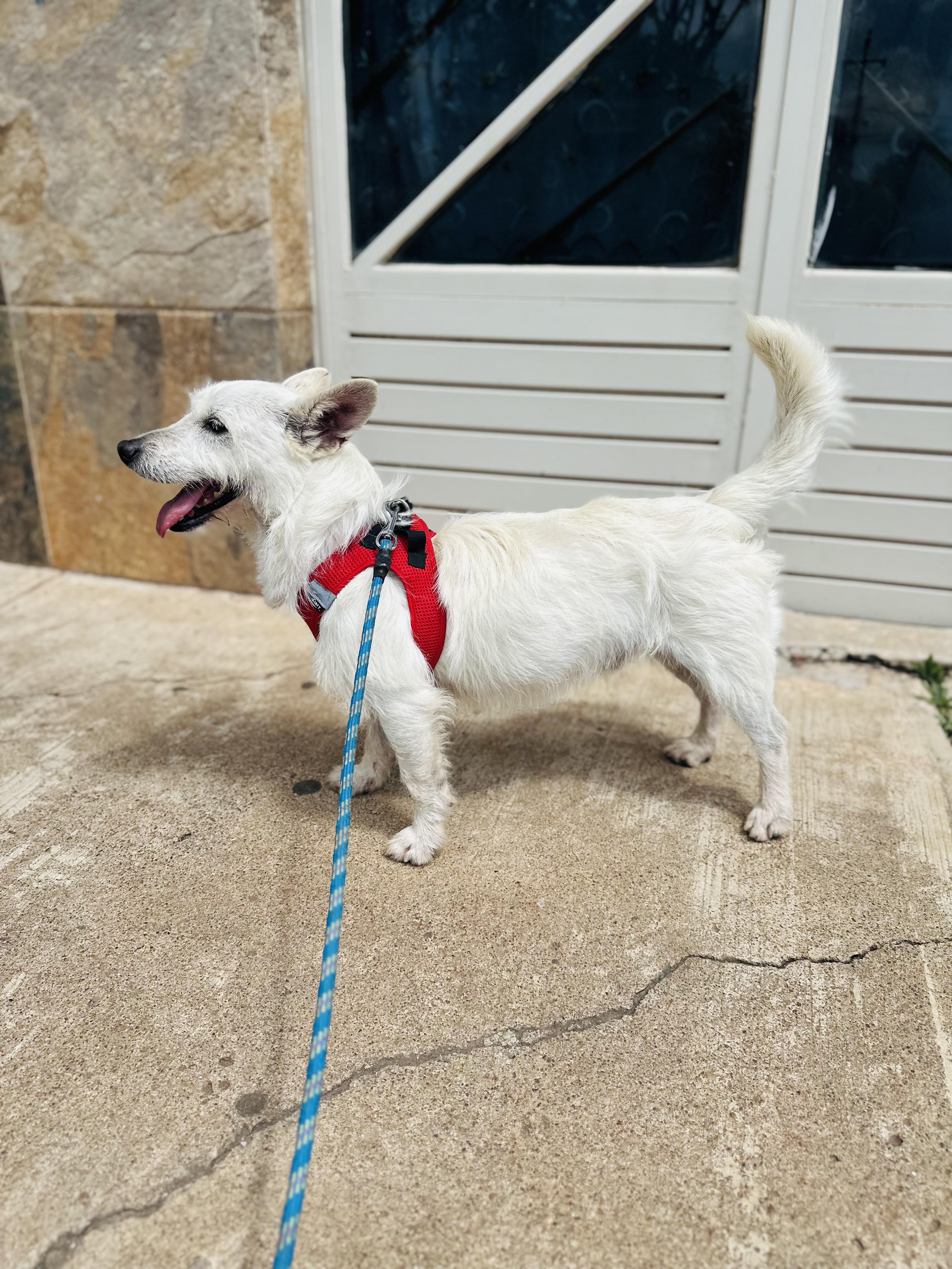 Enlarge Charlie, a Adoptable mixed breed in Encino, CA image 5/6