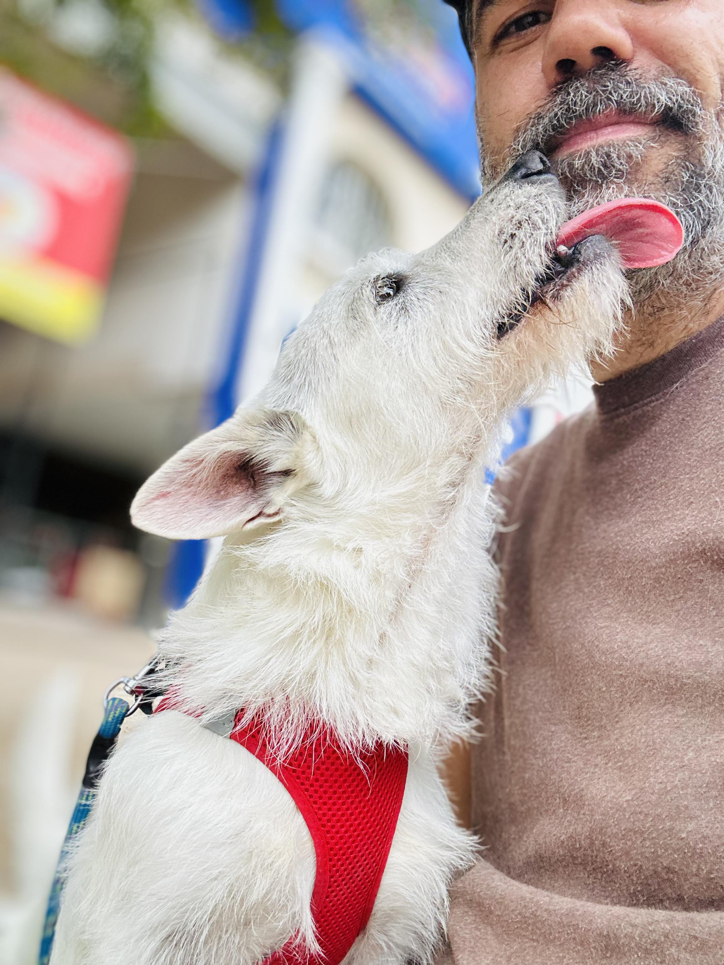 Enlarge Charlie, a Adoptable mixed breed in Encino, CA image 4/6