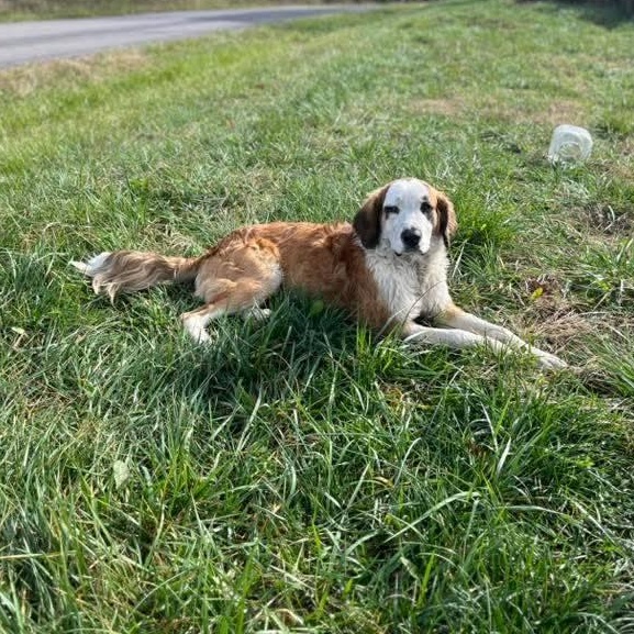 Enlarge Bernard - Paws Behind Bars Prison Trained, an adopted mixed breed in Goshen, KY image 2/4