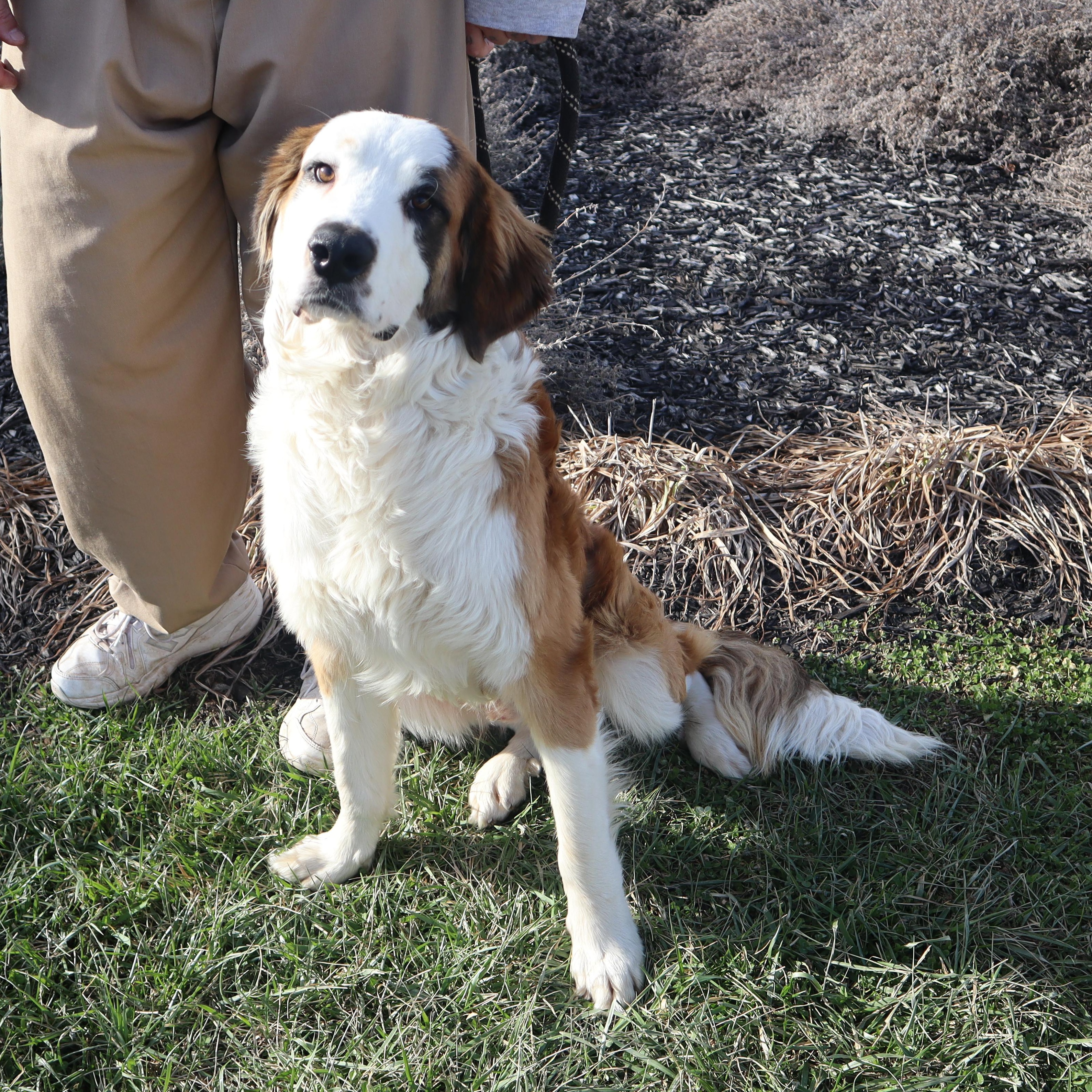 Enlarge Bernard - Paws Behind Bars Prison Trained, an adopted mixed breed in Goshen, KY image 1/4
