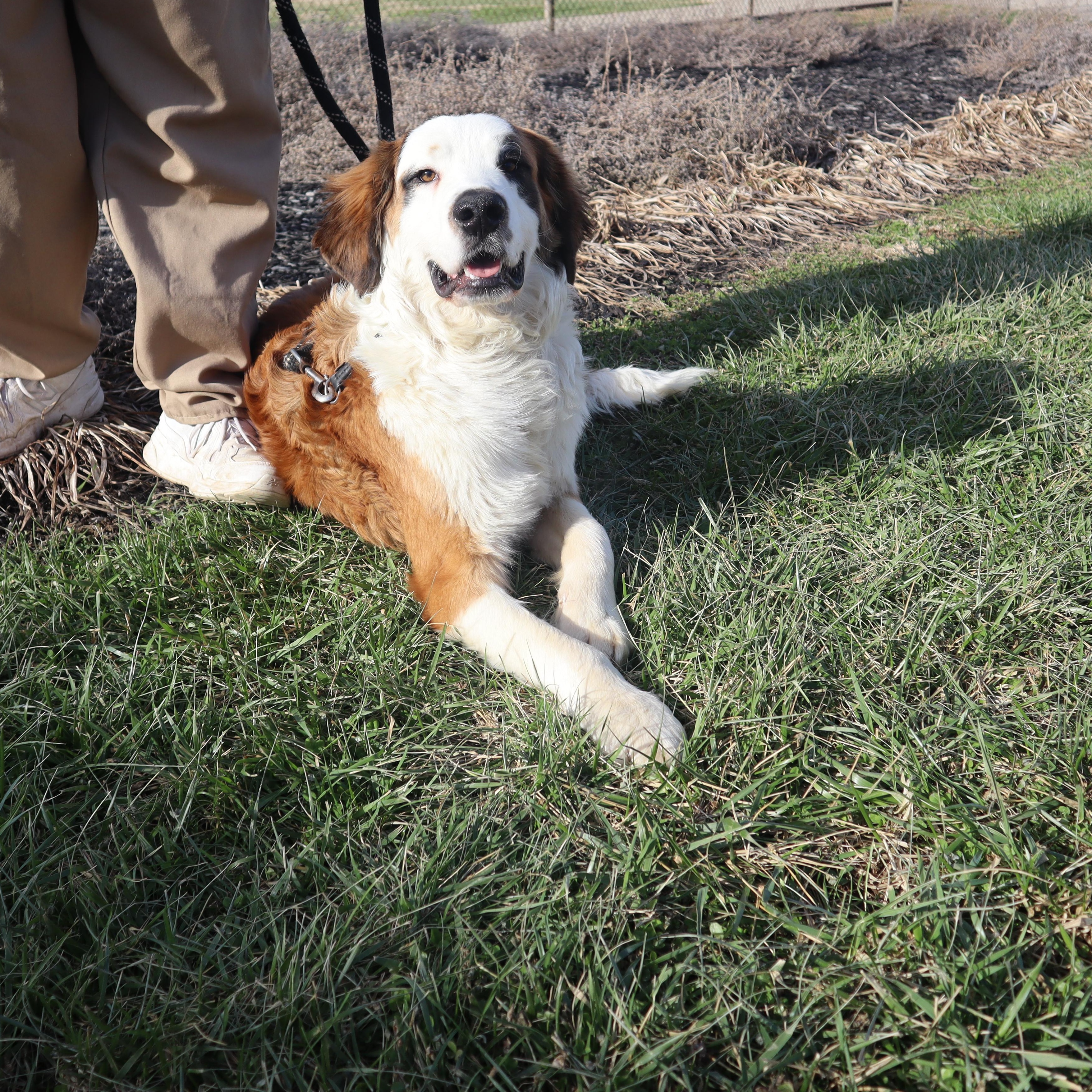 Enlarge Bernard - Paws Behind Bars Prison Trained, an adopted mixed breed in Goshen, KY image 3/4