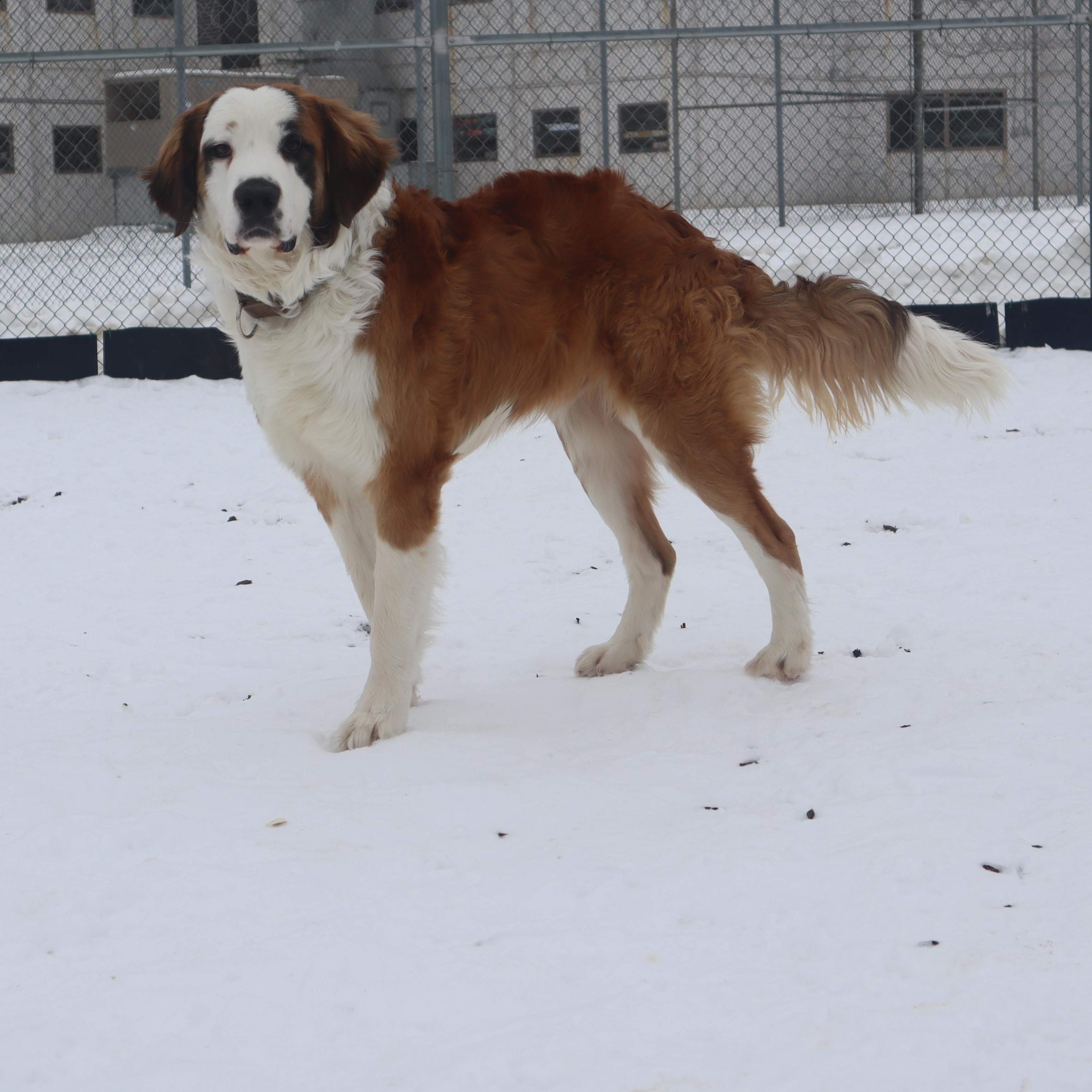 Enlarge Bernard - Paws Behind Bars Prison Trained, an adopted mixed breed in Goshen, KY image 4/4