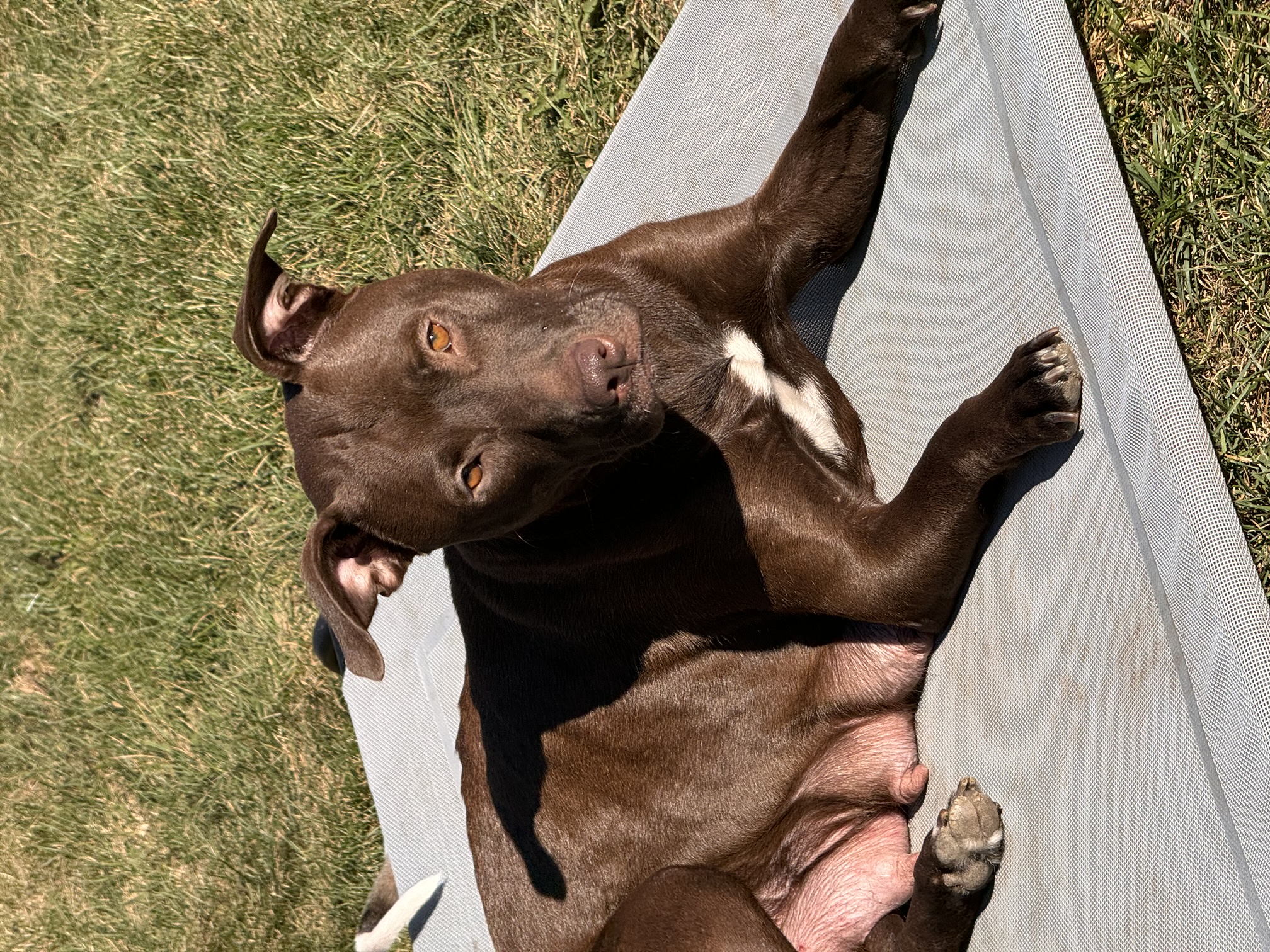 Dog for adoption Mama Pearl, a Chocolate Labrador Retriever & Pit