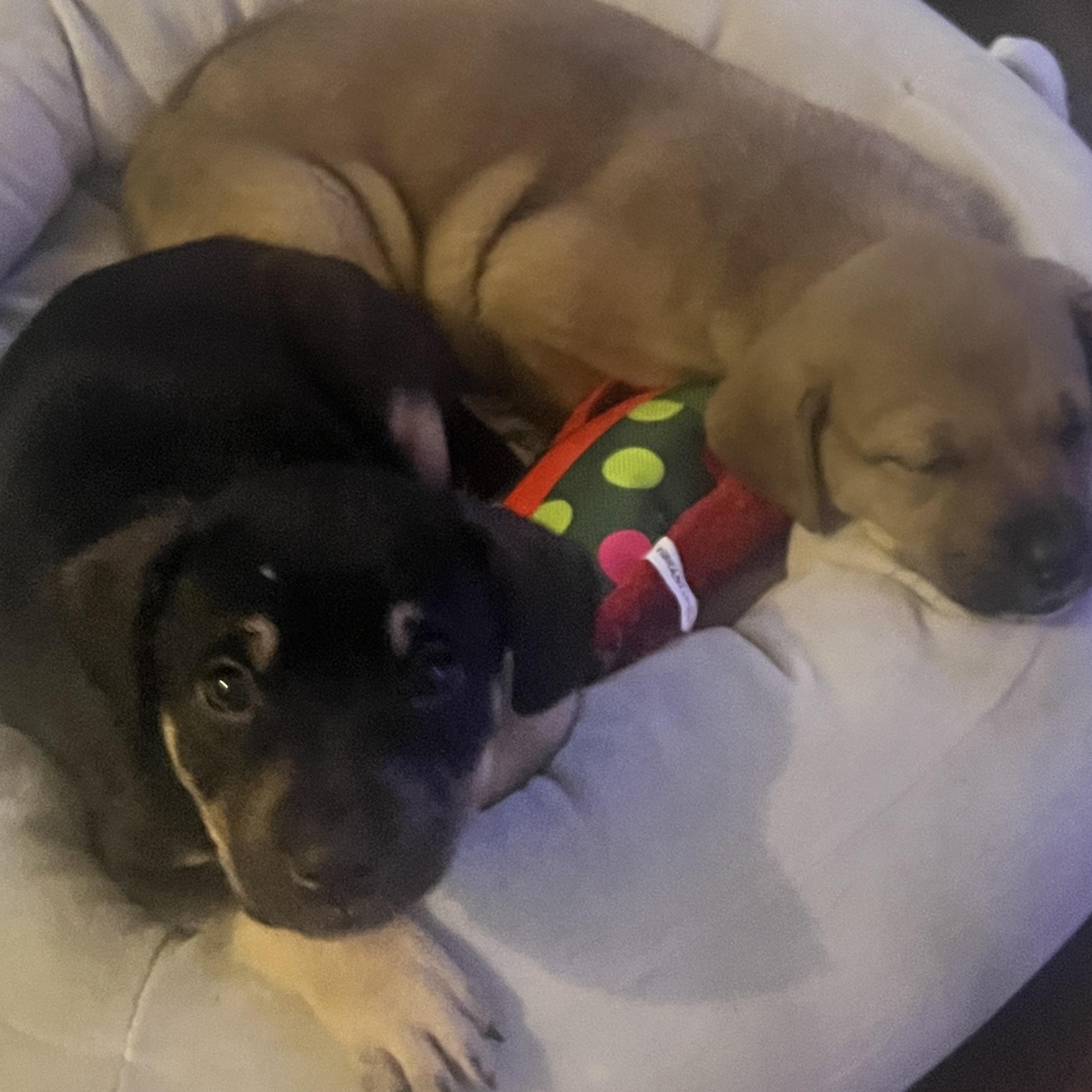 Enlarge Jack 2, an adopted mixed breed in Brantford, ON image 3/3