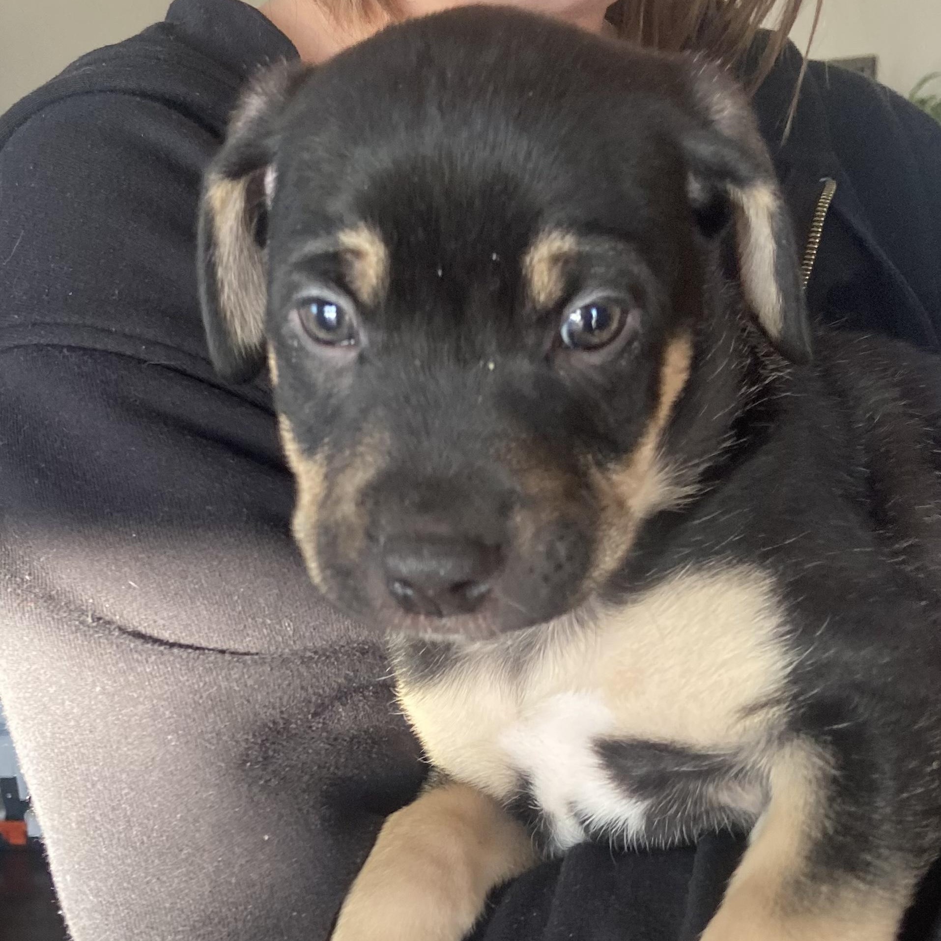 Enlarge Jack 2, an adopted mixed breed in Brantford, ON image 2/3