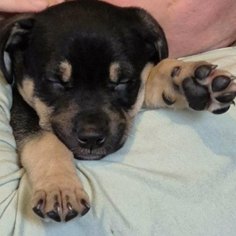 Enlarge Jack 2, an adopted mixed breed in Brantford, ON image 1/3