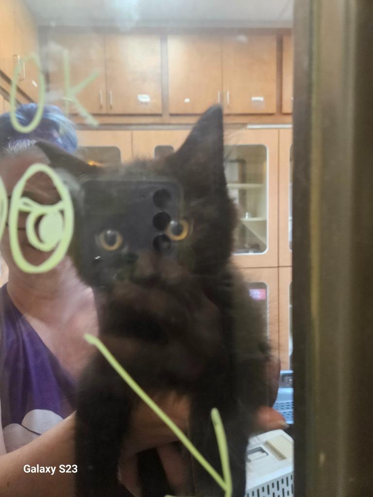 Edward-O, Adoptable, Young Male Maine Coon.