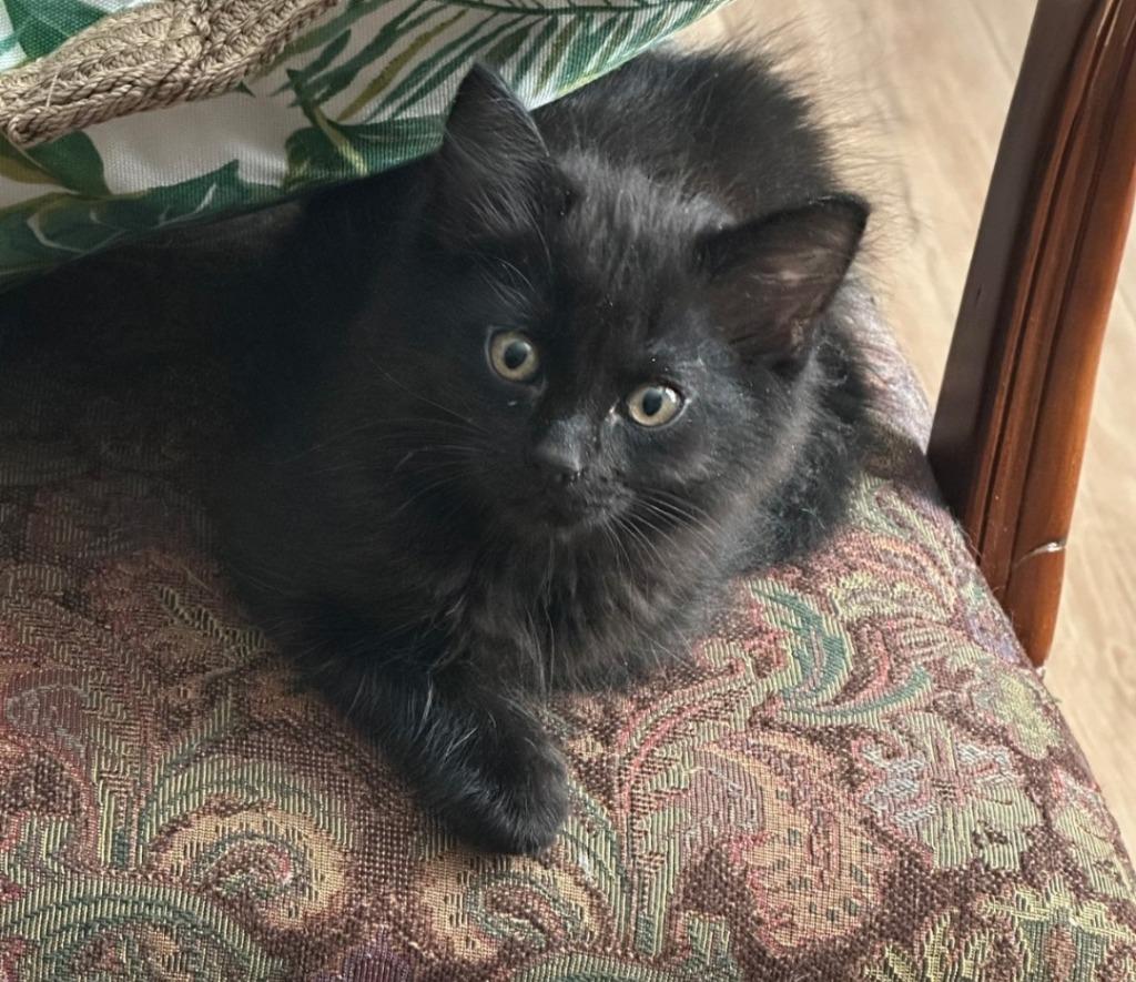 Enlarge Edward-O, a Adoptable Maine Coon in Madison, AL image 2/2