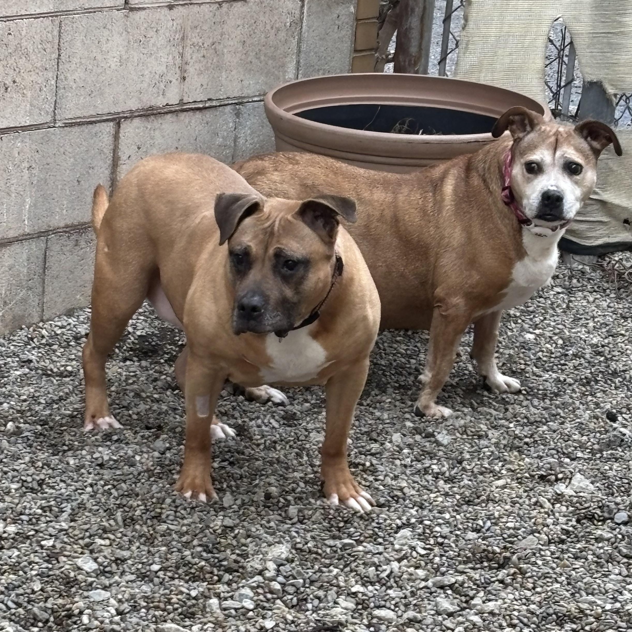 Sara, ADOPTABLE, Adult Female Mixed Breed.