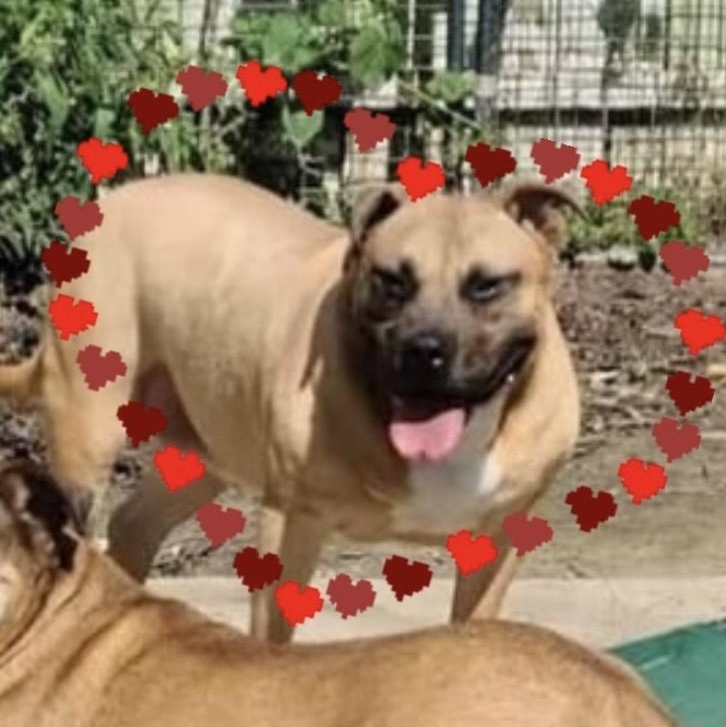 Enlarge Sara, a ADOPTABLE mixed breed in Oak Park, MI image 1/1