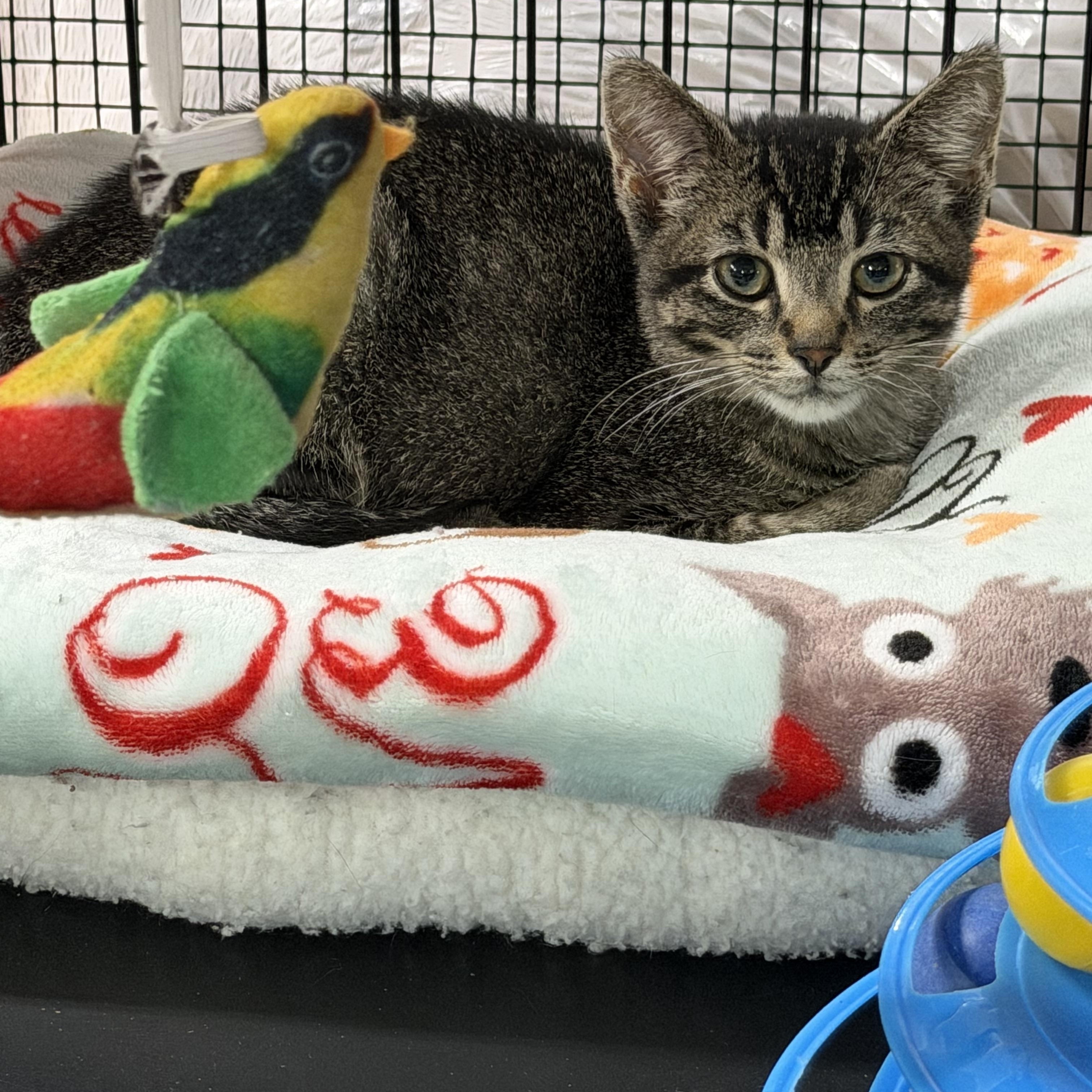Enlarge Toby, a Adoptable Domestic Short Hair in Mauston, WI image 1/1