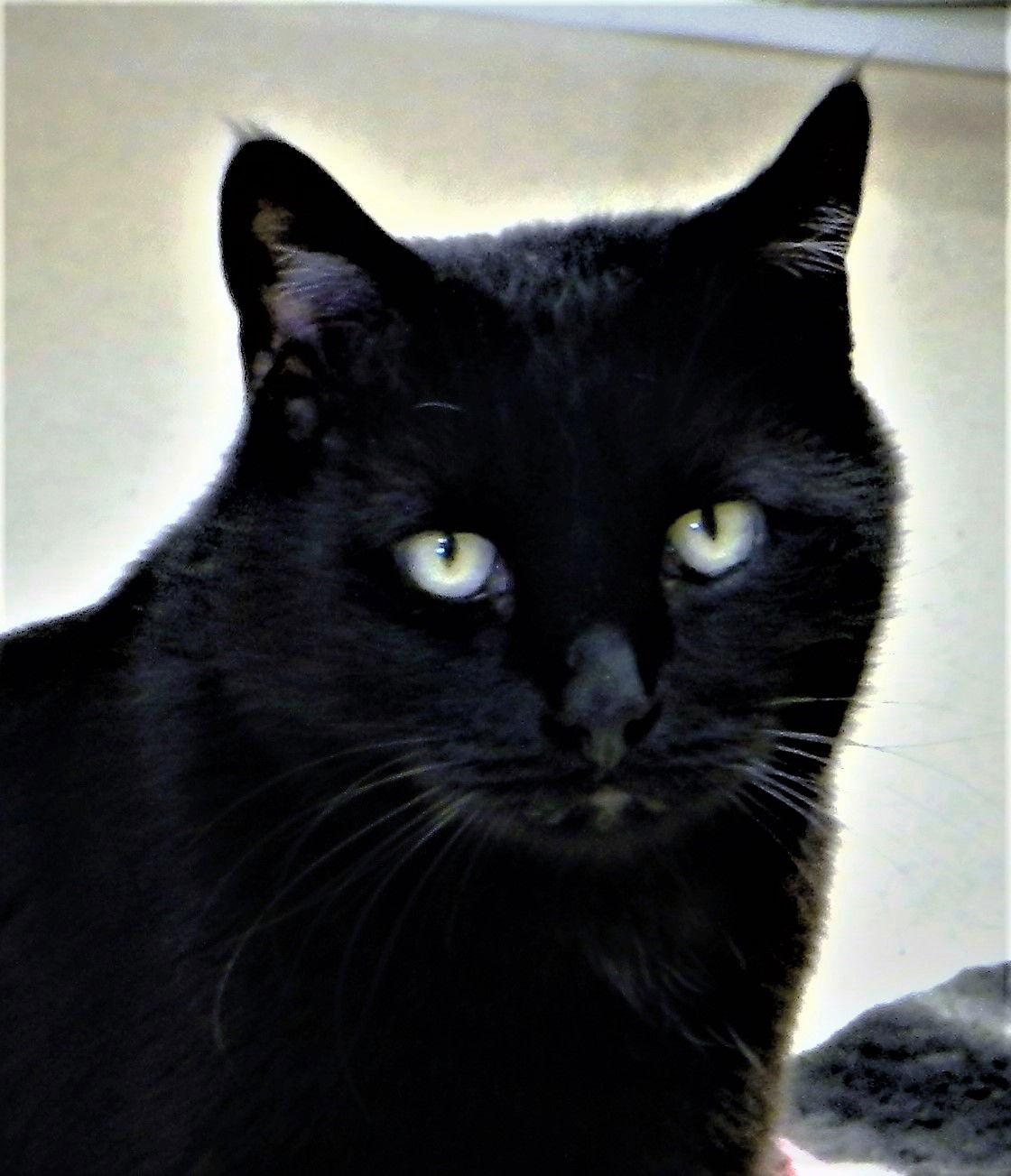 Louie, Adoptable, Adult Male Domestic Short Hair.
