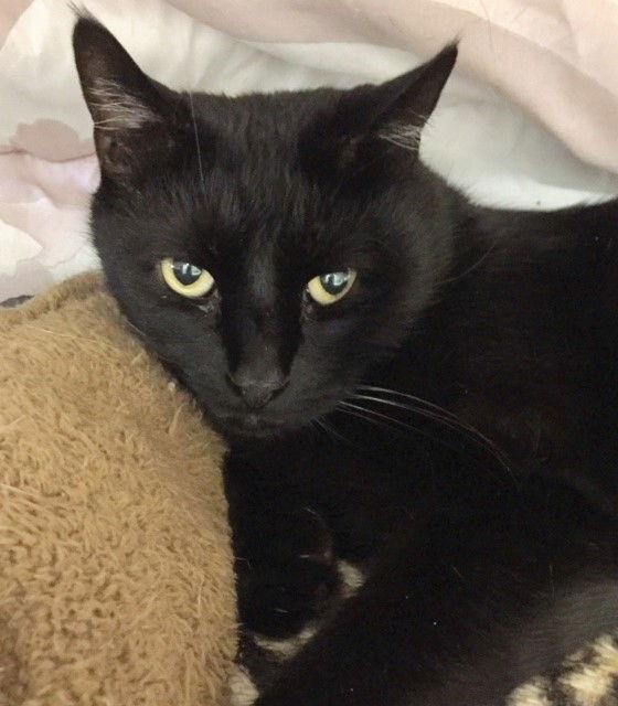 Louie, a Adoptable Domestic Short Hair in Seal Beach, CA image 2/6