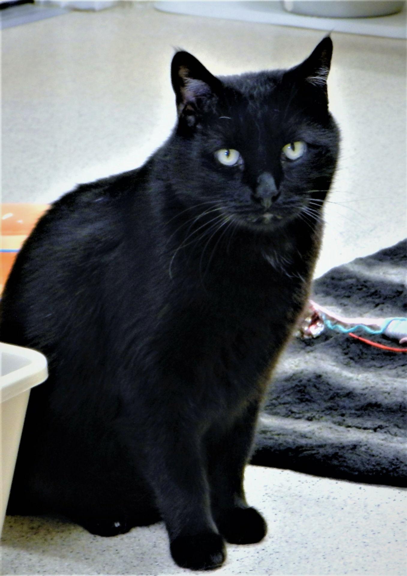 Louie, a Adoptable Domestic Short Hair in Seal Beach, CA image 3/6