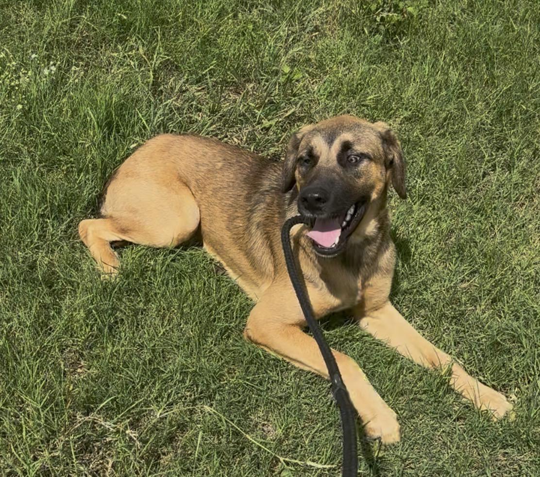 Nelson, a ADOPTABLE mixed breed in Williston, VT image 4/5