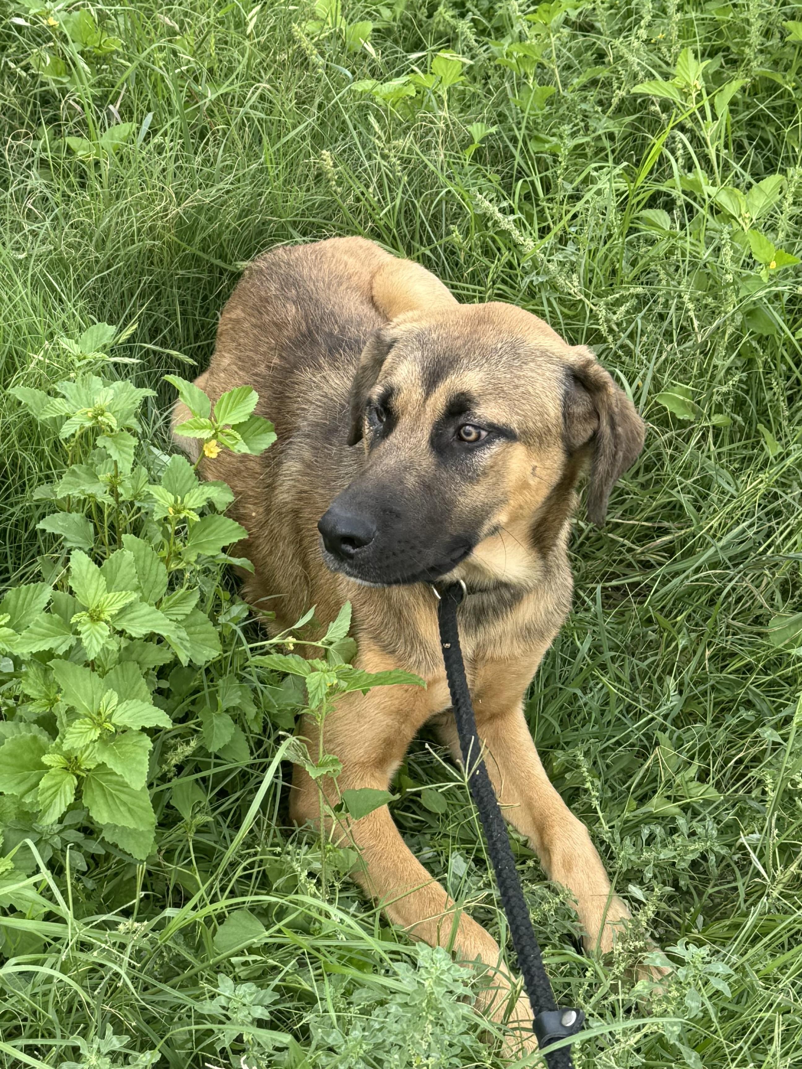 Nelson, a ADOPTABLE mixed breed in Williston, VT image 3/5