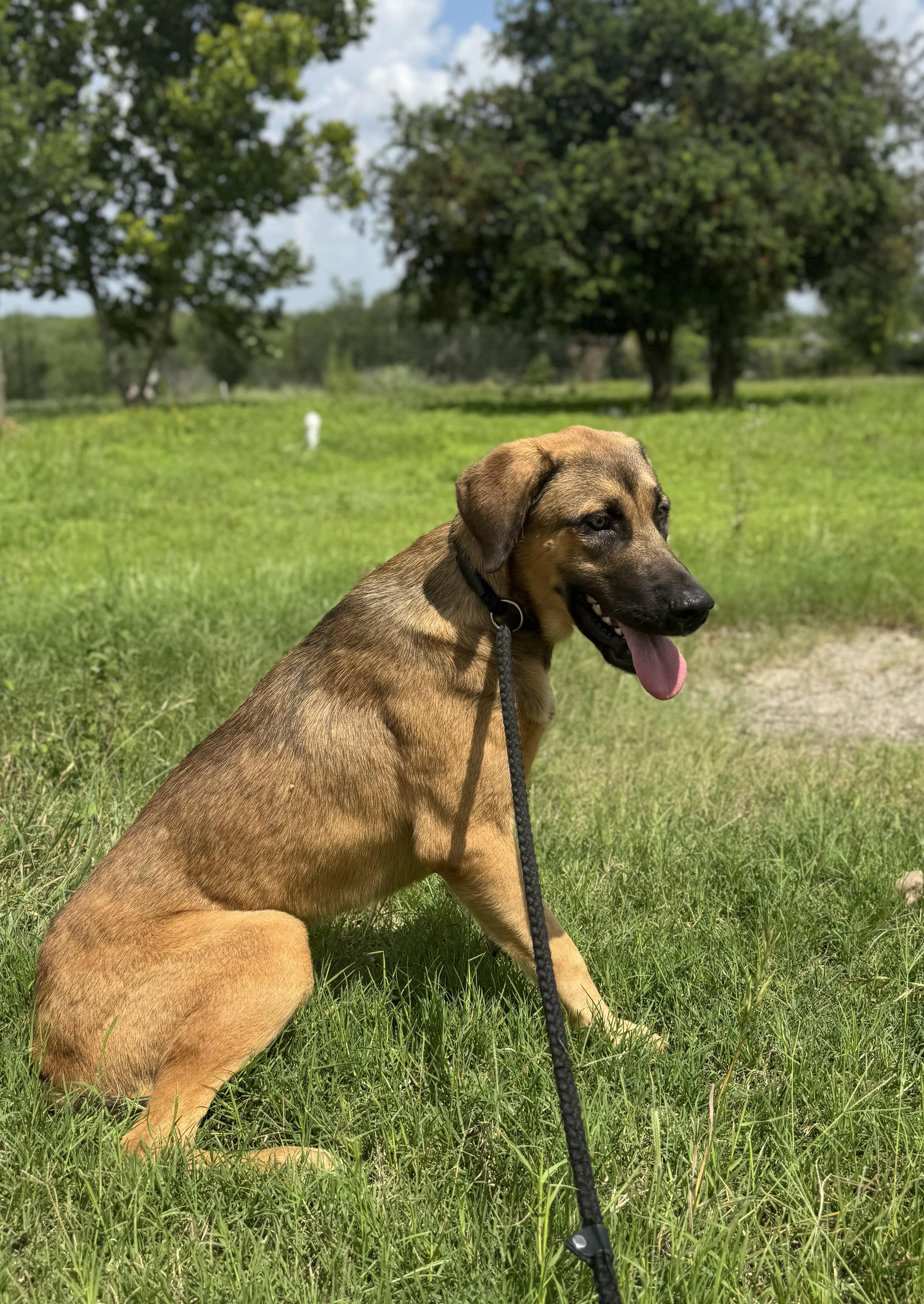 Nelson, a ADOPTABLE mixed breed in Williston, VT image 5/5