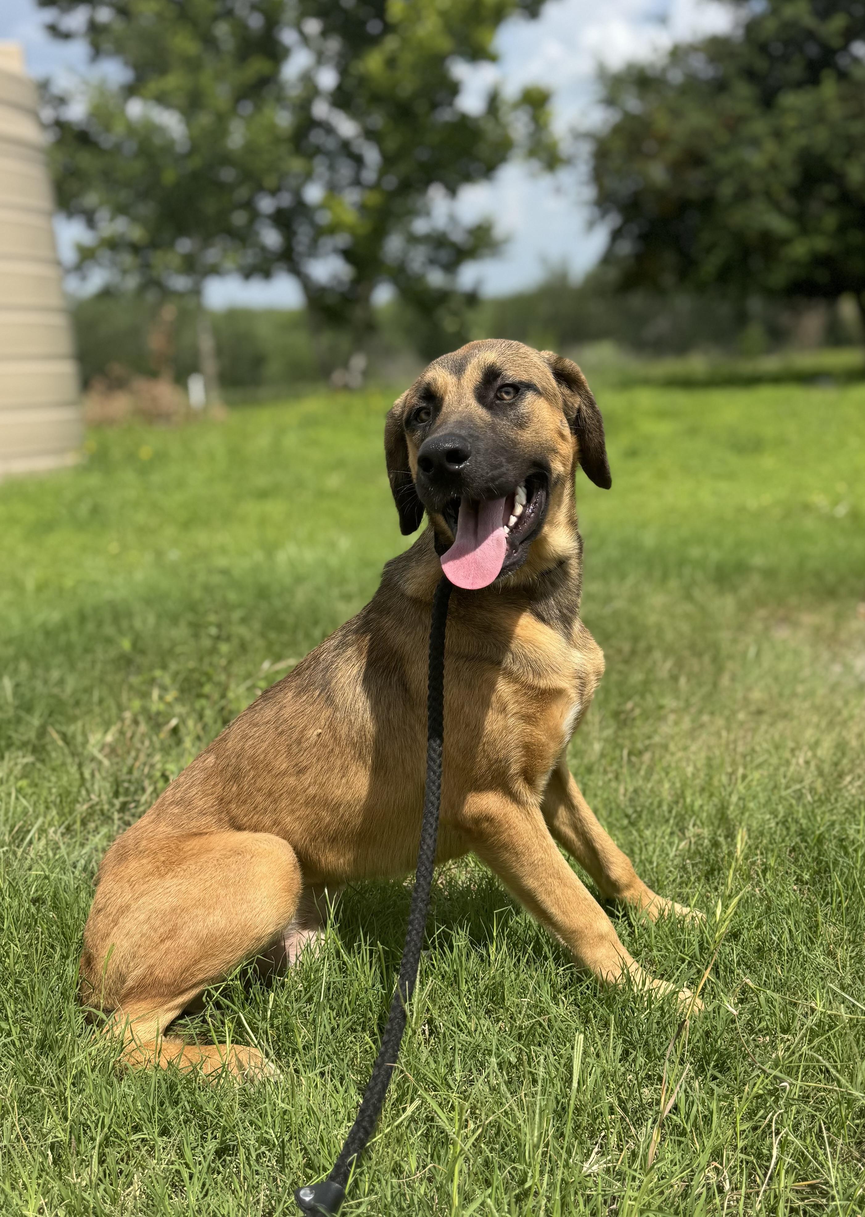 Nelson, a ADOPTABLE mixed breed in Williston, VT image 2/5